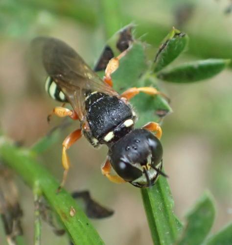 Lestica subterranea